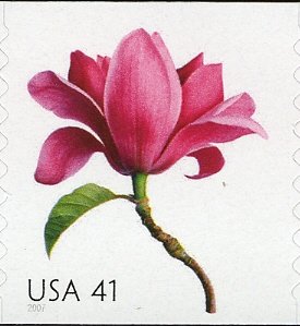 Magnolia