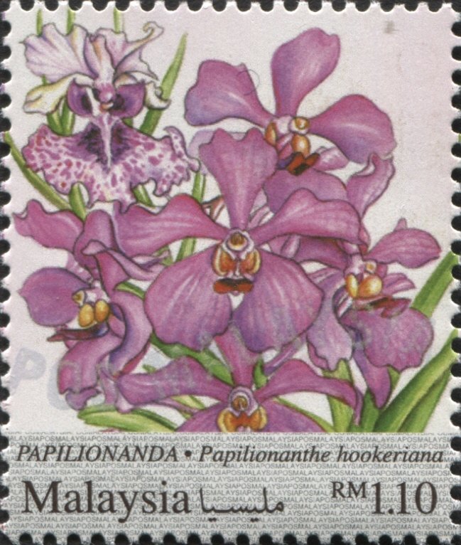 Papilionanda