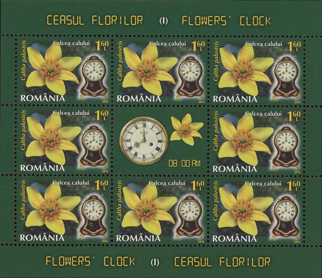 Marsh Marigold (Caltha palustris) MS