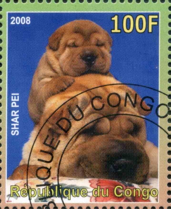 Shar Pei