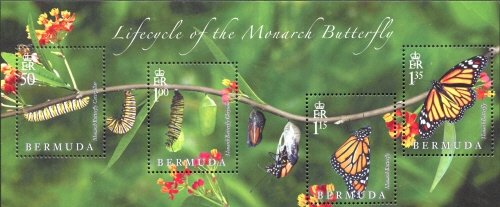 Monarch Butterfly (Danaus plexippus)