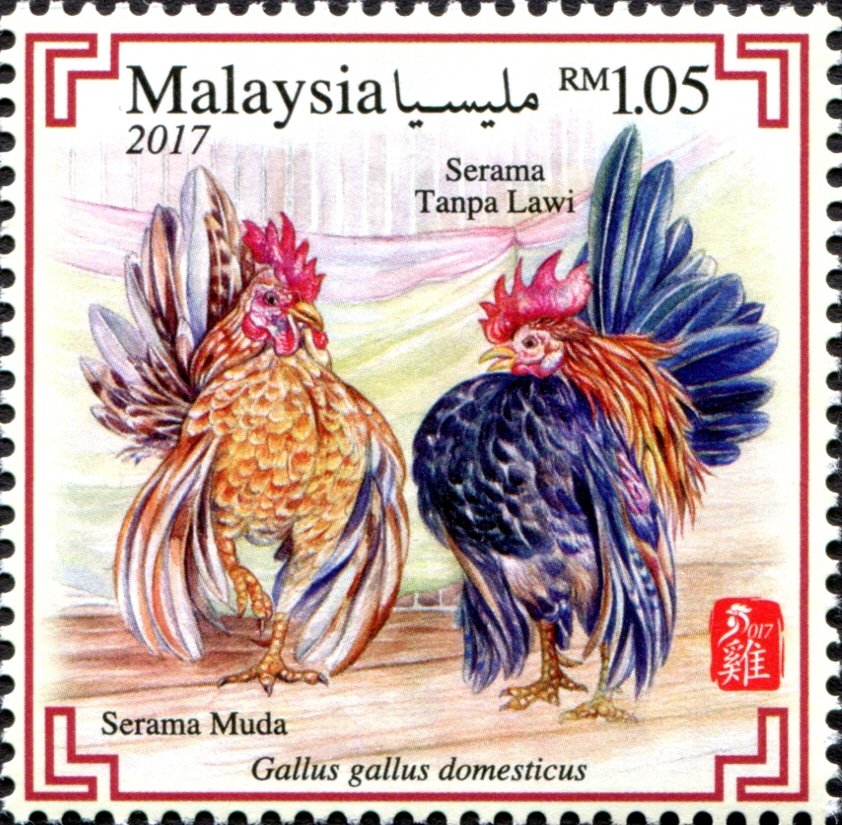 Serama Bantam (Gallus gallus domesticus)