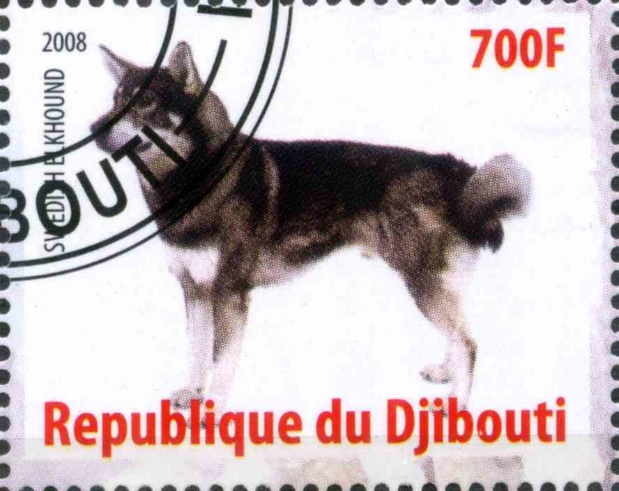 Svedish Elkhound