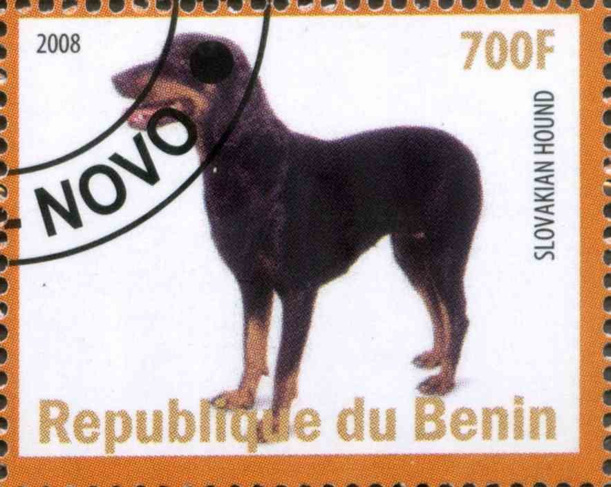Slovakian Hound