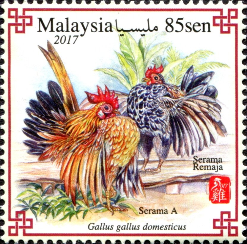 Serama Bantam (Gallus gallus domesticus)