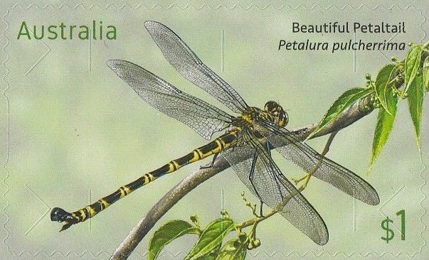 Beautiful Petaltail, Petalura pulcherrima