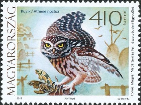 Little Owl (Athene noctua)