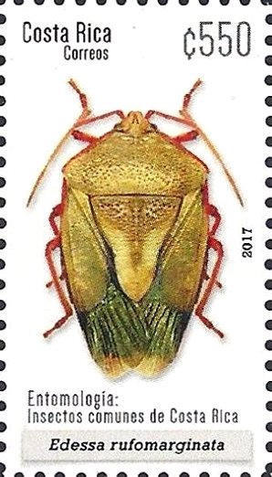 Edessa rufomarginata