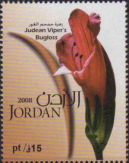 Judean Viper's Bugloss