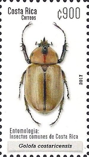 Golofa costaricensis