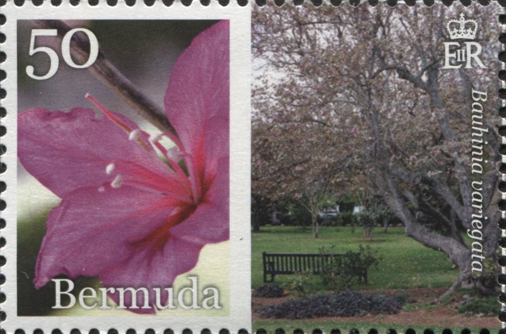 Bauhinia variegata