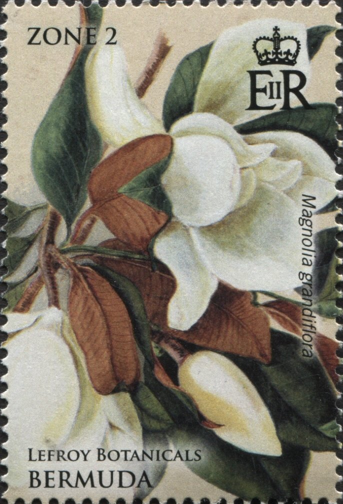 Magnolia grandiflora