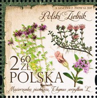 Thymus serpythum