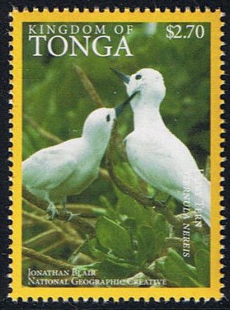 Fairy Tern (Sternula nereis)
