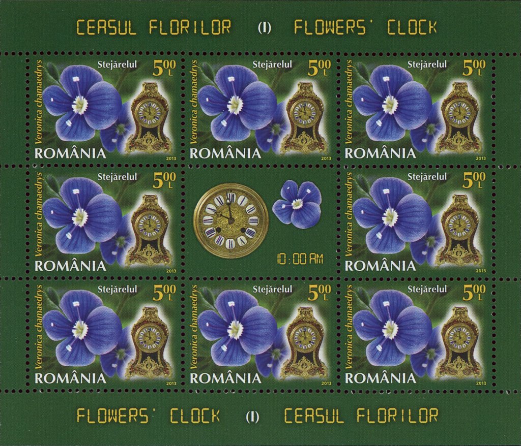 Bird’s-eye Speedwell (Veronica chamaedrys) MS