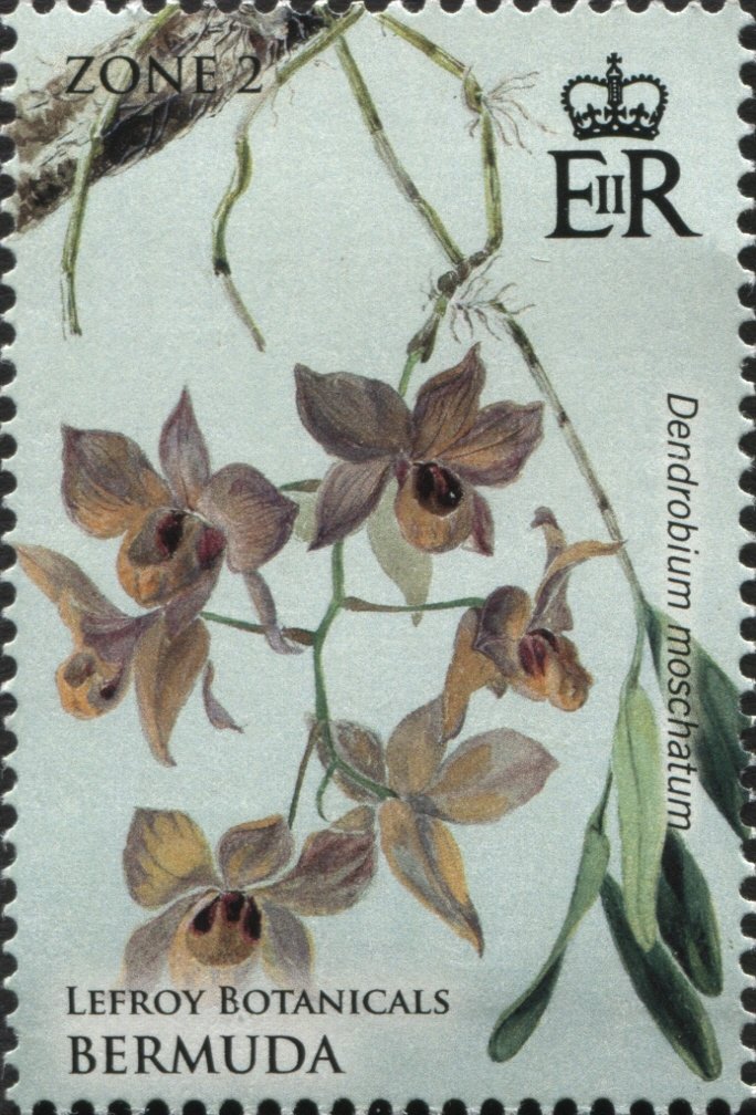 Dendrobium moschatum