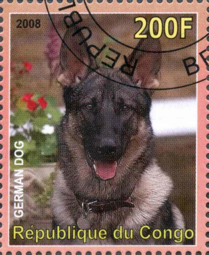 German Dog