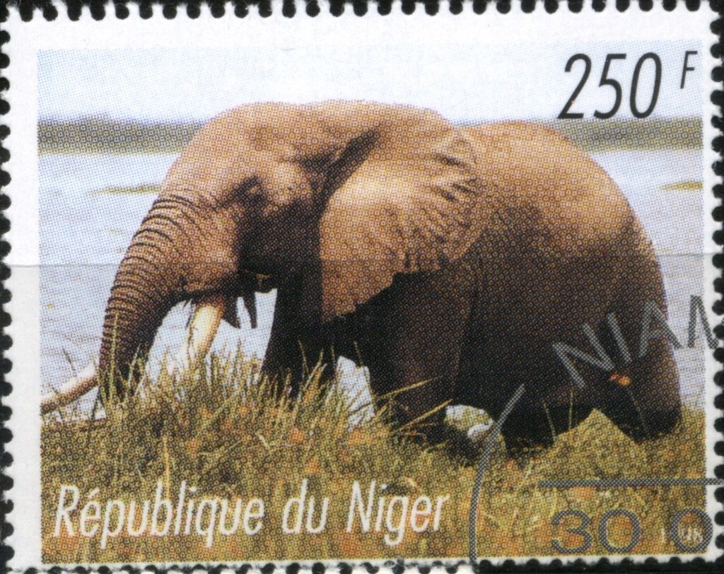 Elephants