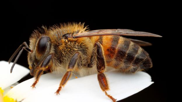 Bees
