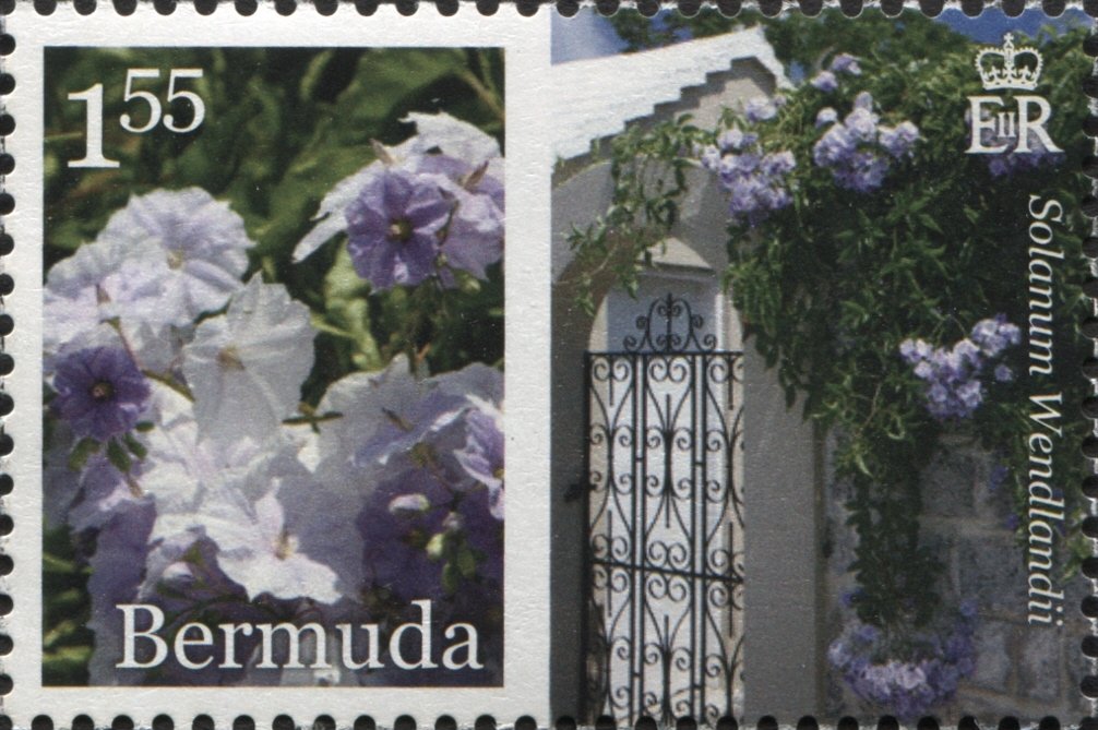 Solanum wendlandii