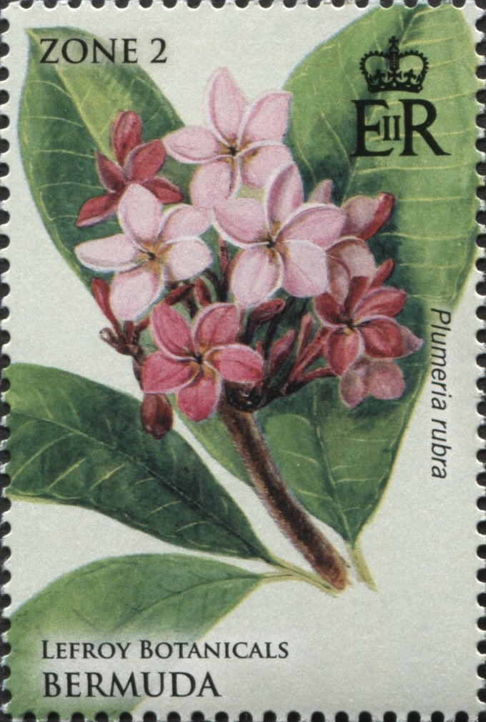 Frangipani (Plumeria rubra)