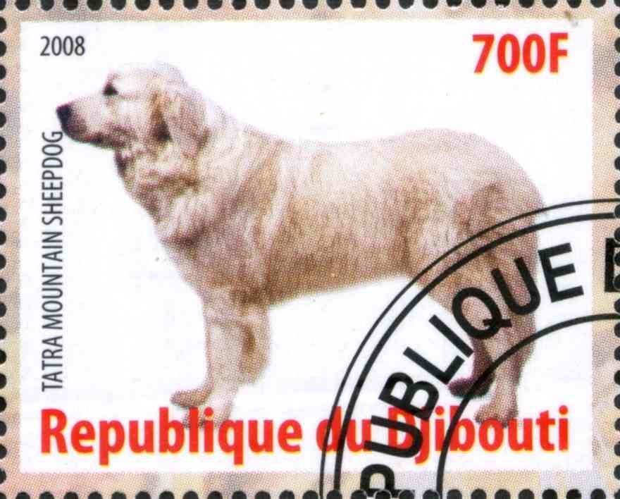 Tatra Mountain Sheedog