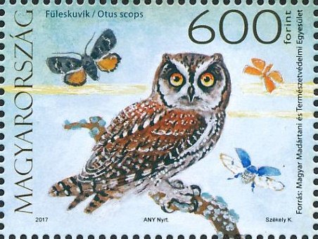 Boreal Owl (Aegolius funereus)