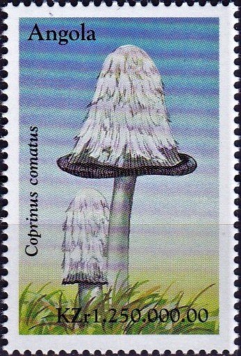 Coprinus comatus