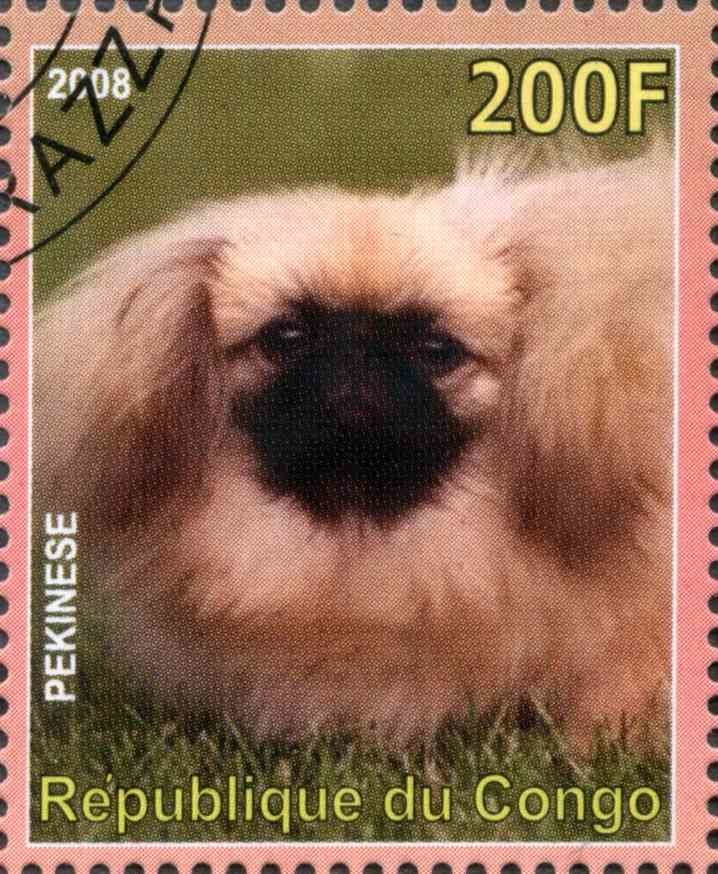 Pekinese