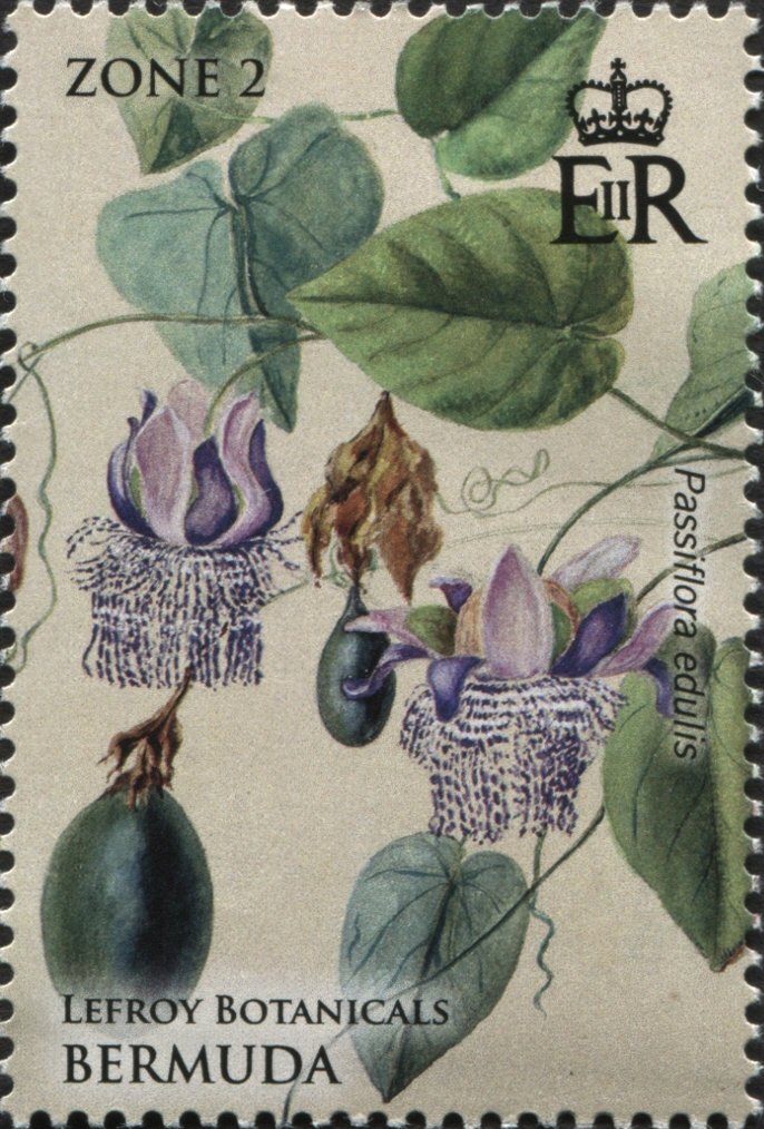 Passiflora edulis