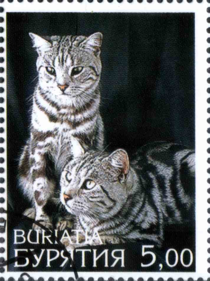 Cats