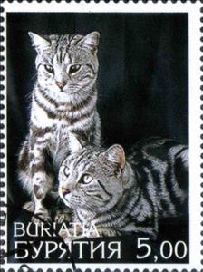 Stamp, Cats, Cinderellas,  , Animals (Fauna), Cats
