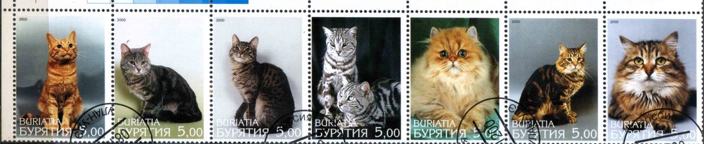 Cats