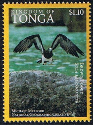 Brown Booby (Sula leucogaster)