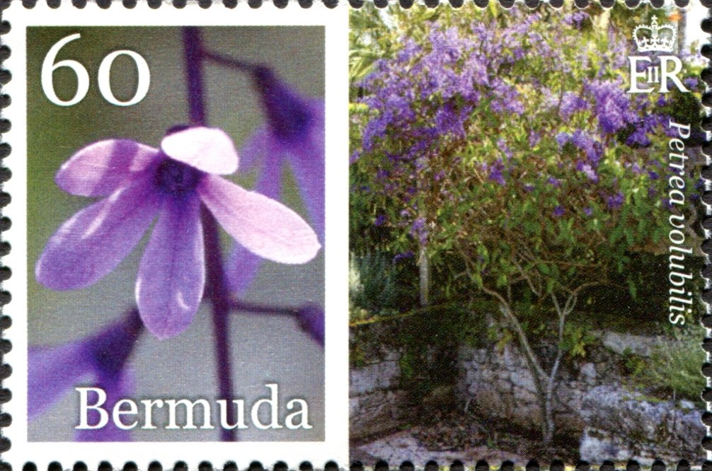 Petrea volubilis