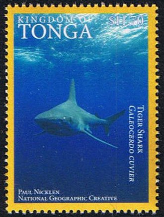 Tiger Shark  (Galeocerdo cuvier)