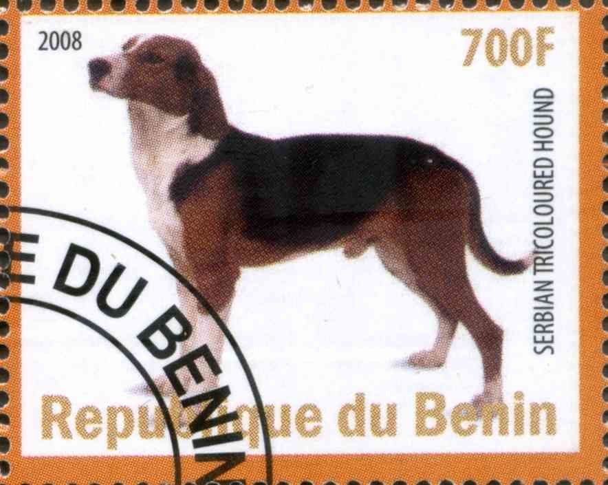 Serbian Tricoloured Hound