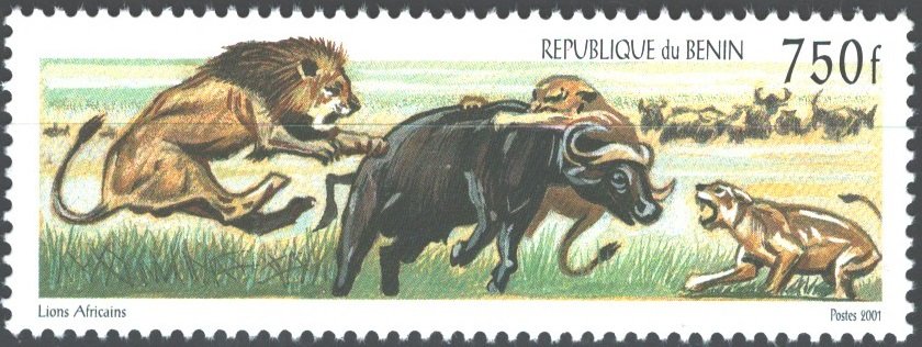 Lion (Panthera leo)