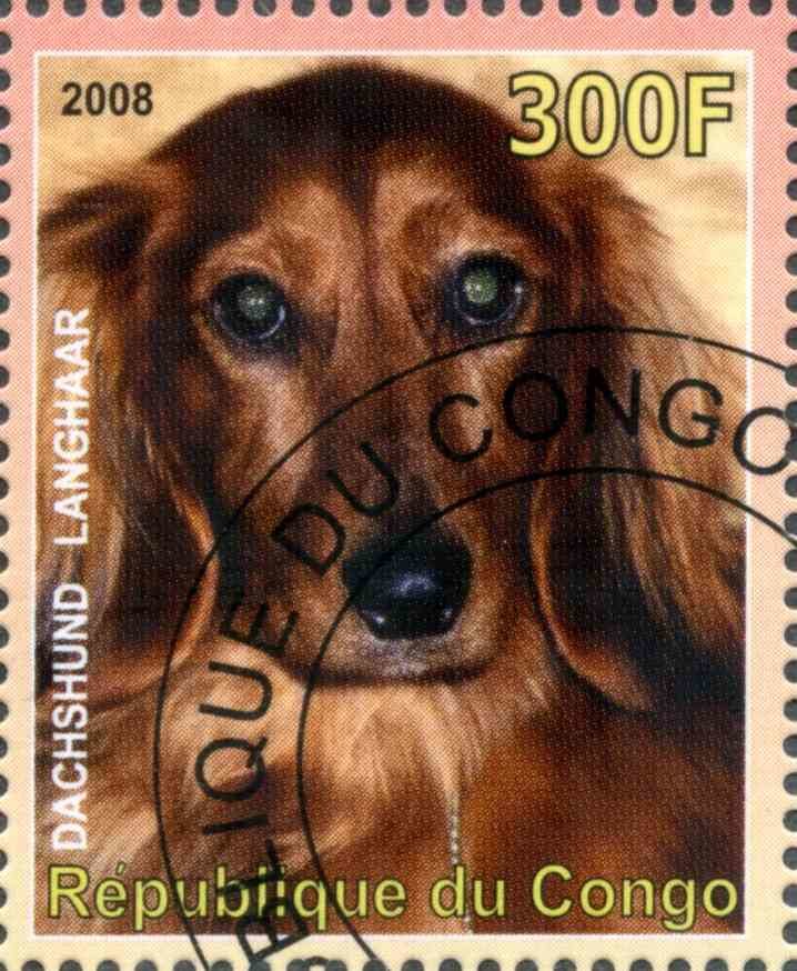 Dachshund Langhaar
