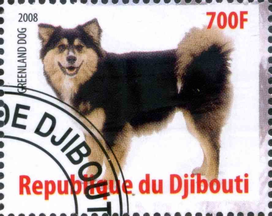 Greenland Dog