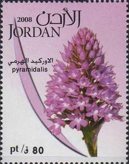 Pyramidalis