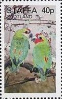 Double-eyed Fig-parrot   Cyclopsitta diophthalma