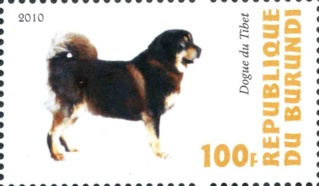Dogue du Tibet