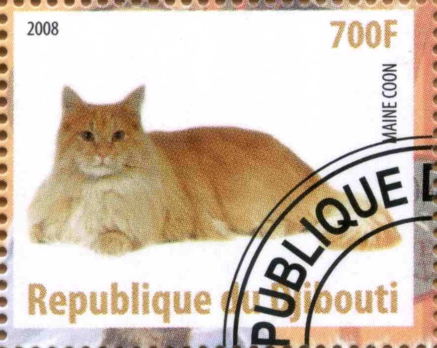 Maine Coon