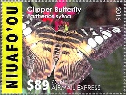 Clipper Butterfly (Parthenos sylvia)