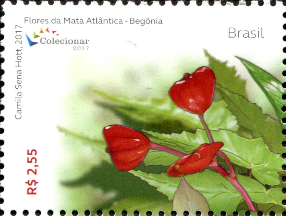 Flowers of the Atlantic Forest - Begonia