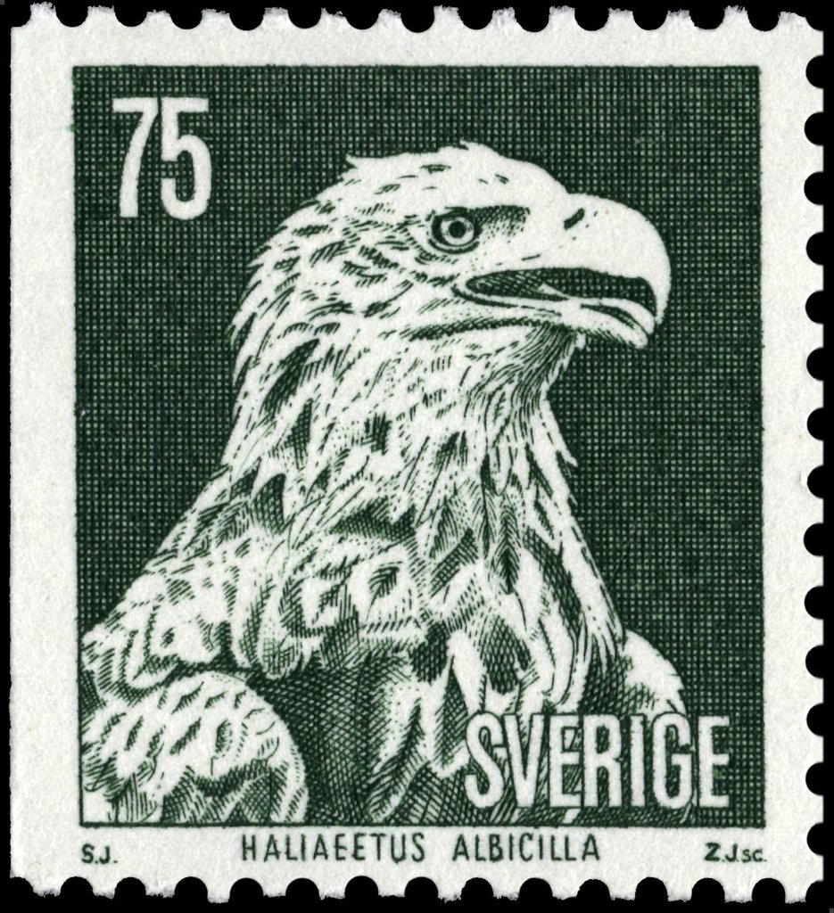 White-tailed Eagle (Haliaeetus albicilla)