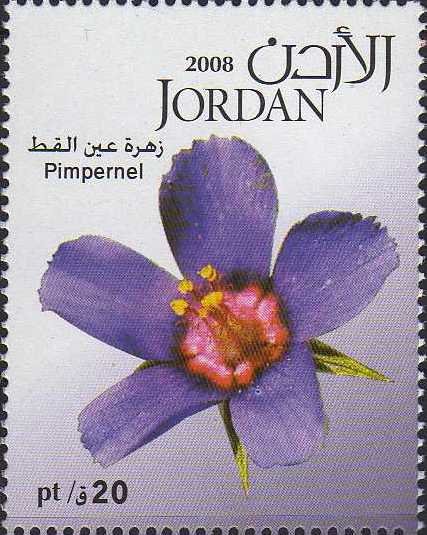 Pimpernel
