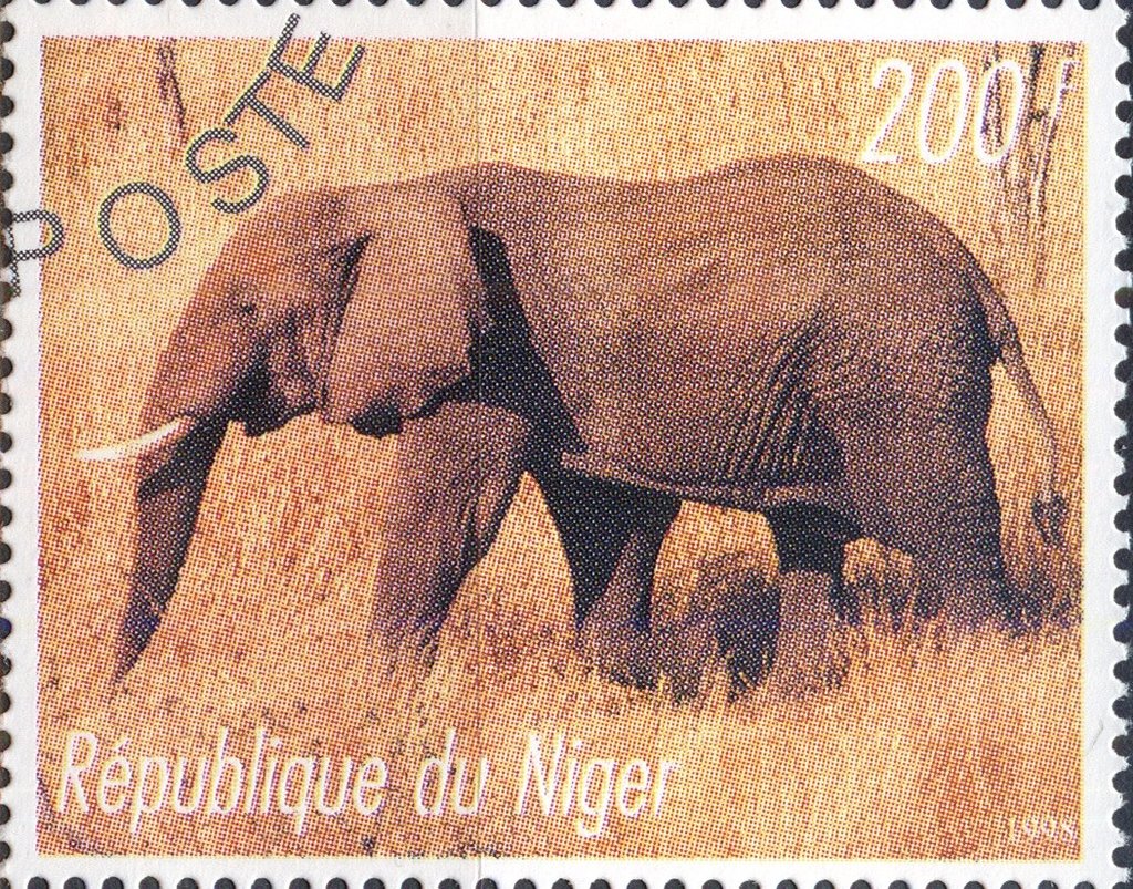 Elephants