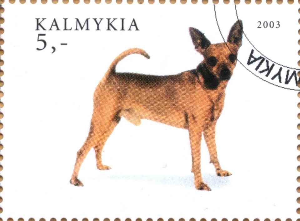 Dog